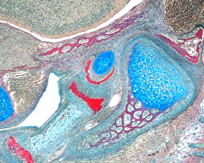 Mammalian middle ear evolution